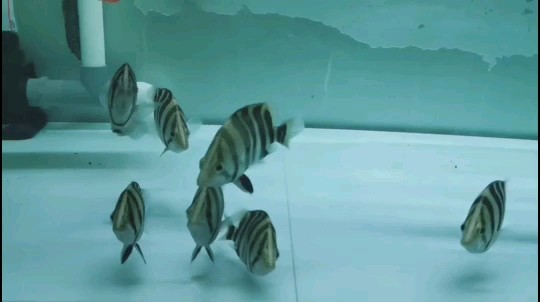 虎魚狀態還是要調養，魚狀態欠佳，精心調養是關鍵，助其恢復活力與生機