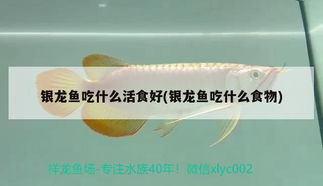 銀龍魚吃什么活食好(銀龍魚吃什么食物)龍魚吃啥活食好？常見活食及喂養要點