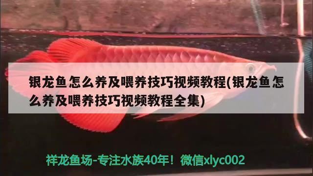 銀龍魚怎么養及喂養技巧視頻教程(銀龍魚怎么養及喂養技巧視頻教程全集)龍魚養殖與喂養技巧全解析視頻教程（含詳細步驟