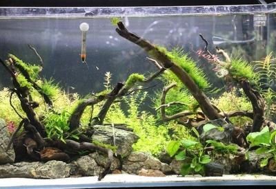 魚缸水草種類常見水草：常見的魚缸水草種類，水草種類盤點，常見水草大揭秘，打造水下綠色