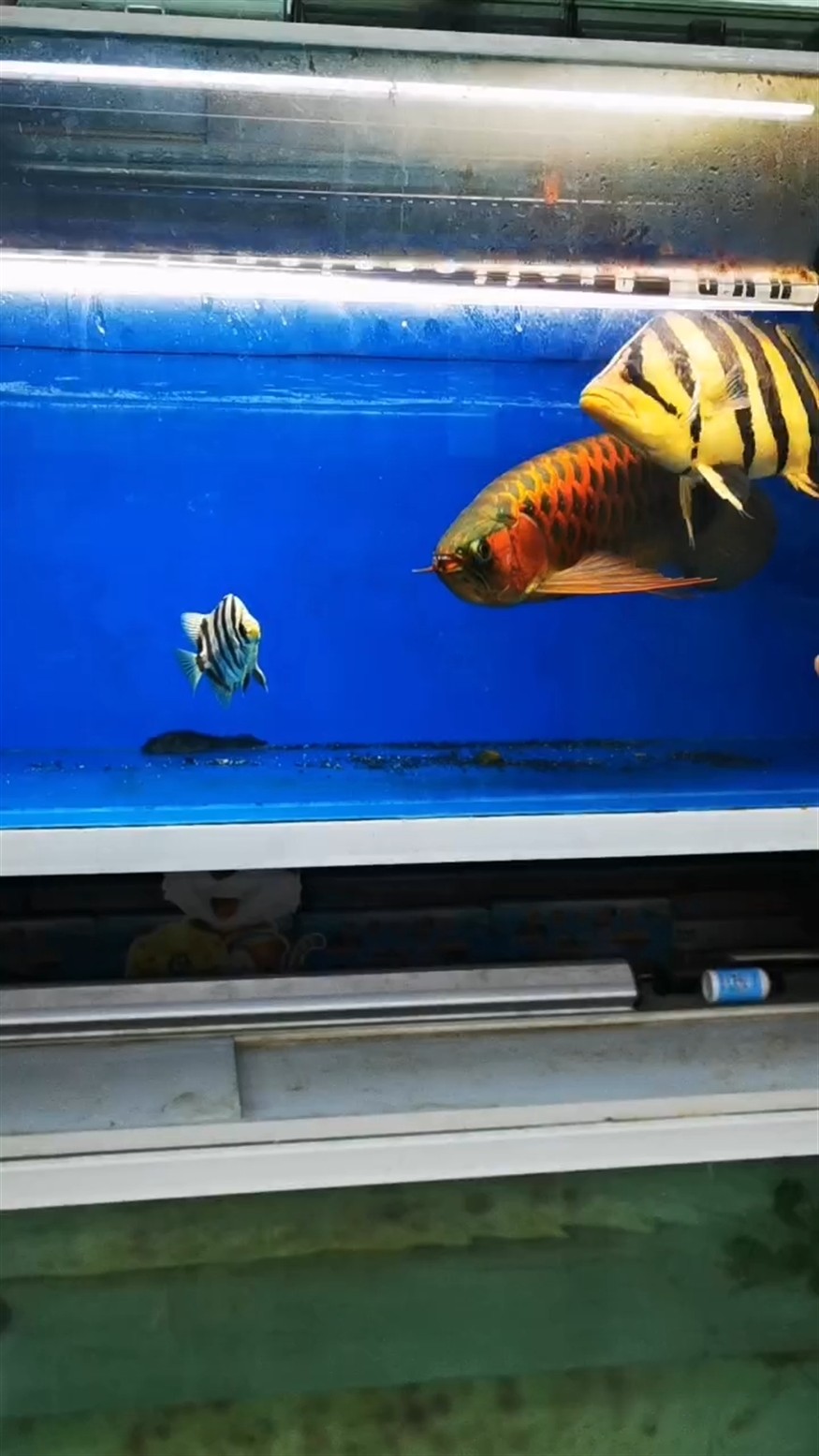 紅龍魚 虎魚，龍魚與虎魚，水族箱中的雙雄爭霸，誰主