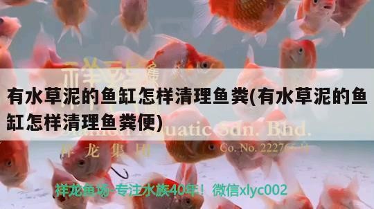 紅龍魚 虎魚，龍魚與虎魚，水族箱中的雙雄爭霸，誰主
