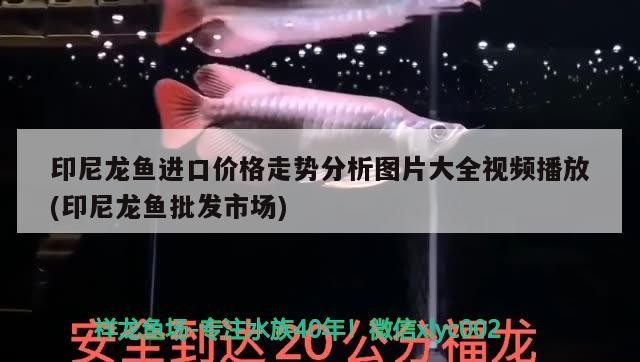 紅龍魚 虎魚，龍魚與虎魚，水族箱中的雙雄爭霸，誰主