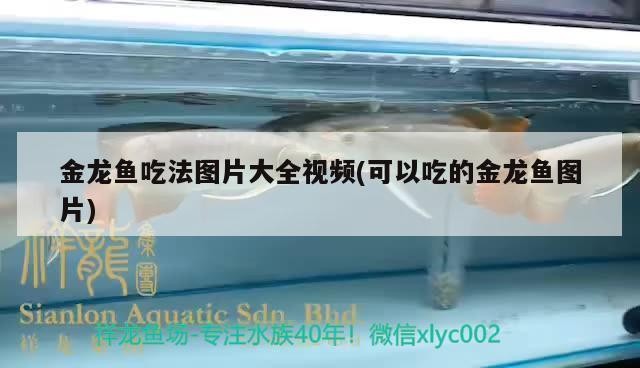 紅龍魚視頻在線觀看高清（紅龍魚視頻在線觀看高清免費）龍魚高清視頻在線觀看，免費暢享，領略紅龍魚