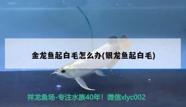 金龍魚起白毛怎么辦(銀龍魚起白毛)龍魚起白毛（銀龍魚亦然）原因及