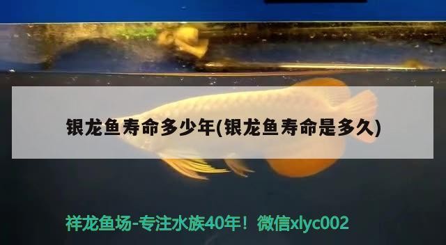 銀龍魚壽命多少年(銀龍魚壽命是多久)龍魚壽命之謎，究竟能活多少年？最長壽命是