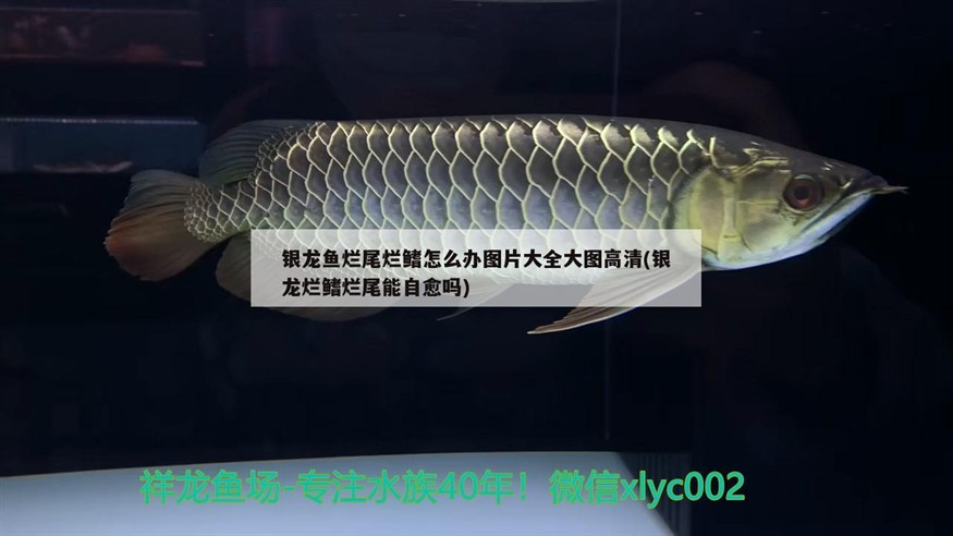 銀龍魚爛尾爛鰭怎么辦圖片大全大圖高清(銀龍爛鰭爛尾能自愈嗎)龍魚爛尾爛鰭應對攻略，高清圖片大全及自