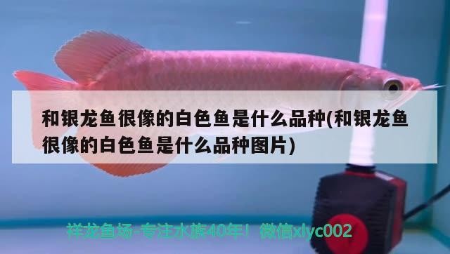 和銀龍魚很像的白色魚是什么品種(和銀龍魚很像的白色魚是什么品種圖片)銀龍魚相似的白色魚品種探秘