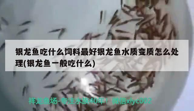 銀龍魚吃什么飼料最好銀龍魚水質變質怎么處理(銀龍魚一般吃什么)龍魚飼料與水質處理全攻略，最佳喂養及水質維護