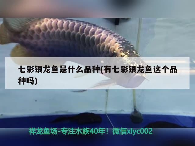 七彩銀龍魚是什么品種(有七彩銀龍魚這個品種嗎)彩銀龍魚品種探秘，究竟是否存在這一獨特觀賞魚