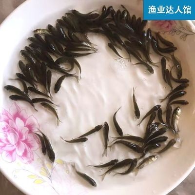 紅龍魚苗好養(yǎng)嗎怎么養(yǎng)的，龍魚苗養(yǎng)殖難易全解析，習(xí)性、環(huán)境與飼養(yǎng)