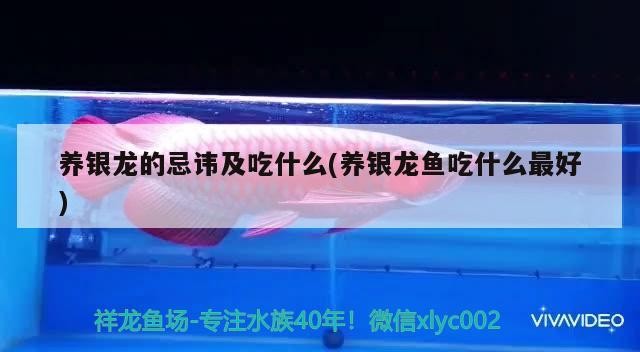 養銀龍的忌諱及吃什么(養銀龍魚吃什么最好)銀龍魚的忌諱與最佳食物選擇，助你科學養護