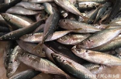 濮陽(yáng)縣濮上路東方明珠水族館（濮陽(yáng)縣濮上路東方明珠水族館地址）縣濮上路東方明珠水族館地址在哪？位置詳情及