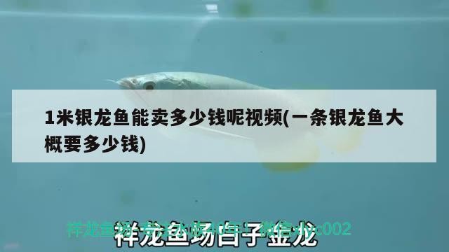 1米銀龍魚能賣多少錢呢視頻(一條銀龍魚大概要多少錢)1米銀龍魚能賣多少錢？銀龍魚價格全