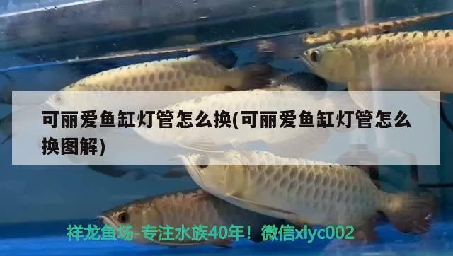 養(yǎng)龍魚風(fēng)水，養(yǎng)龍魚需要注意一些風(fēng)水原則，養(yǎng)龍魚需要多大的魚缸