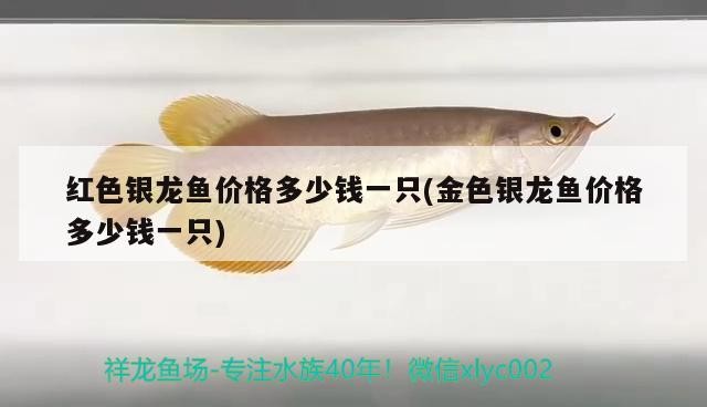 紅色銀龍魚價格多少錢一只(金色銀龍魚價格多少錢一只)銀龍魚與金色銀龍魚價格對比，一只究竟多少錢