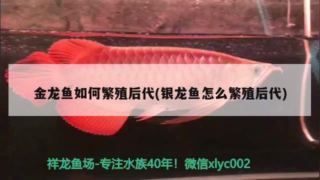 金龍魚如何繁殖后代(銀龍魚怎么繁殖后代)龍魚與銀龍魚繁殖后代之法，習(xí)性環(huán)境及關(guān)鍵