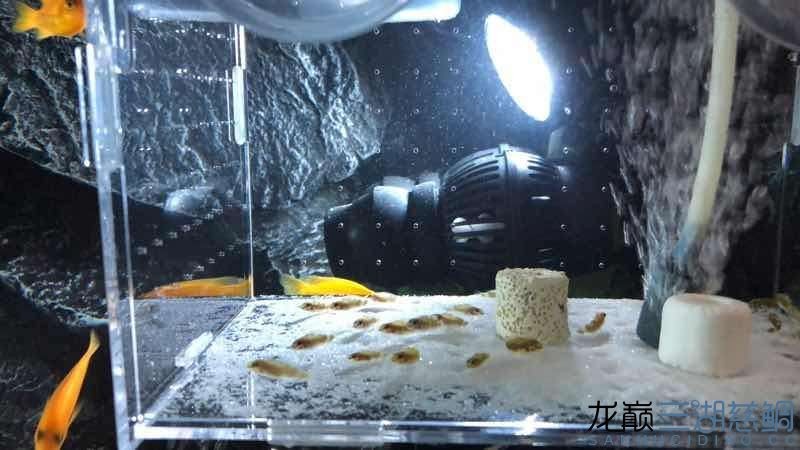 在魚友那收的小虎，魚友處收的小虎，開啟別樣養魚之旅