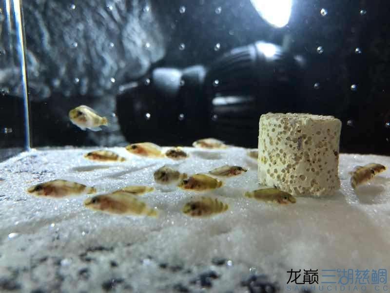 在魚友那收的小虎，魚友處收的小虎，開啟別樣養魚之旅