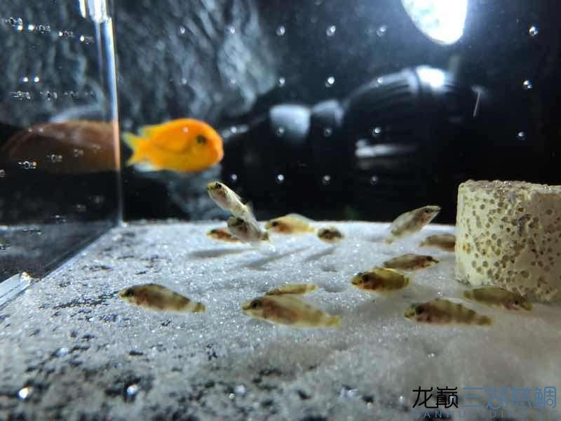 在魚友那收的小虎，魚友處收的小虎，開啟別樣養魚之旅
