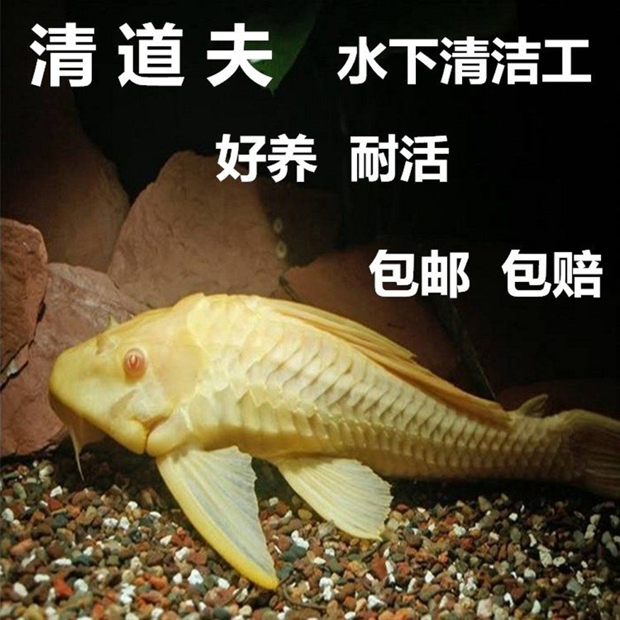 大型魚缸清潔魚選什么好養：大型魚缸清潔魚的種類大型魚缸清潔魚的作用和優點，魚缸清潔魚選啥好養？種類、作用及優點全