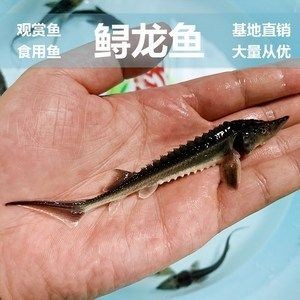 大型魚缸清潔魚選什么好養：大型魚缸清潔魚的種類大型魚缸清潔魚的作用和優點，魚缸清潔魚選啥好養？種類、作用及優點全