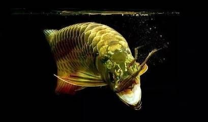龍魚(yú)最近不愛(ài)吃食了怎么回事呢，魚(yú)不愛(ài)吃食？探究原因及應(yīng)對(duì)方法，助你解決