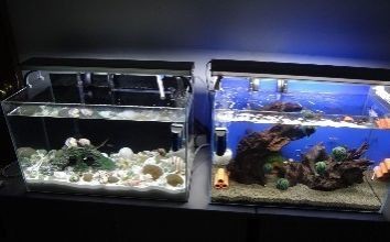 大魚缸的水渾濁怎么辦怎么變清：如何保持大魚缸的水質(zhì)清澈，魚缸水渾濁咋辦？變清及保持