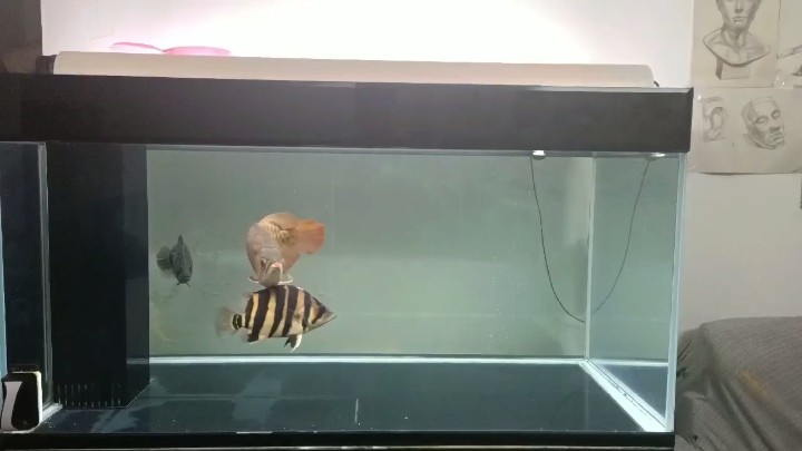 上岸出四紋印尼虎魚(yú)，出四紋印尼虎魚(yú)，品相佳狀態(tài)好，水