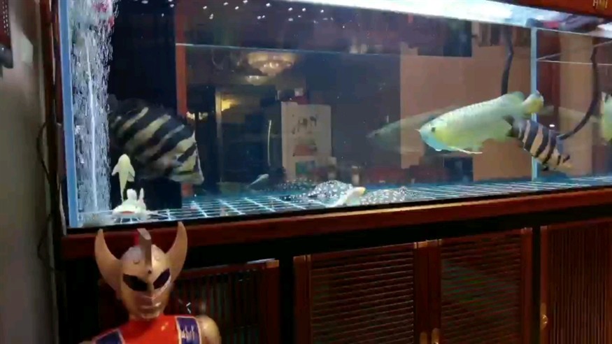 發情了天天追著虎魚學龍叫哈哈，發情趣事，天天追著虎魚學龍叫，這奇妙行為太逗啦
