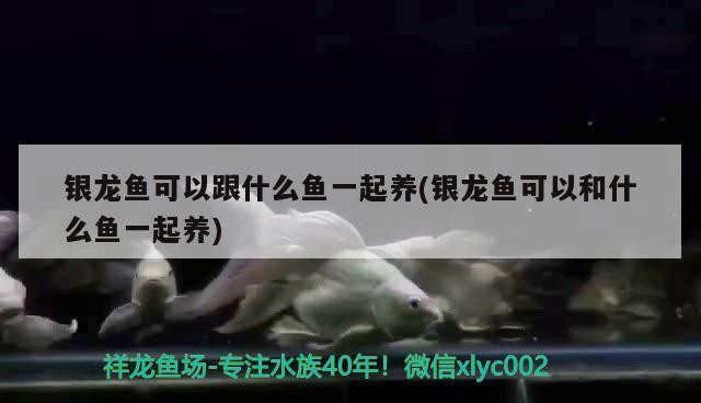 虎魚 銀龍魚可以跟什么魚一起養(銀龍魚可以和什么魚一起養)龍魚混養指南,可與哪些魚類和諧共處? 銀龍魚百科 銀龍魚可以跟什么魚一起養(銀龍魚可以和什么魚一起養)龍魚混養指南,可與哪些魚類和諧共處? 銀龍魚可以跟什么魚一起養(銀龍魚可以和什么魚一起養)龍魚混養指南,可與哪些魚類和諧共處? 銀龍魚百科