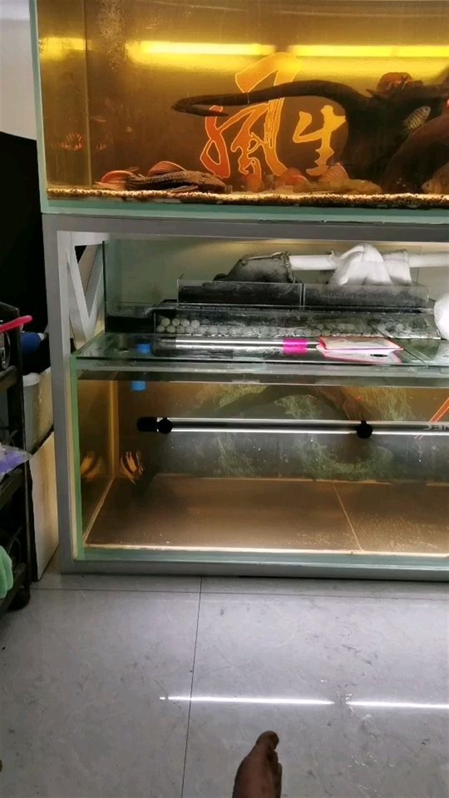 龍魚有時候趴缸會死嗎，魚趴缸是否會致死？原因、預防