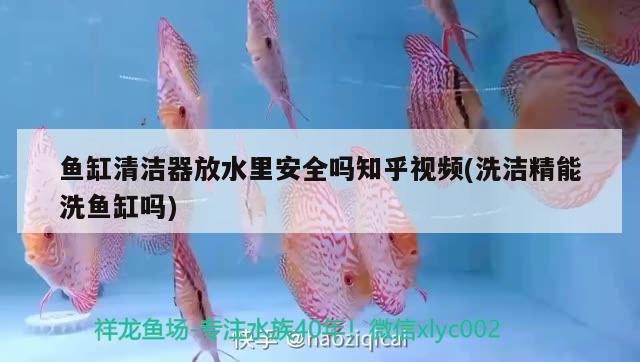 金龍魚銀卡組合(金龍魚銀卡價格)龍魚銀卡組合價格揭秘，品質