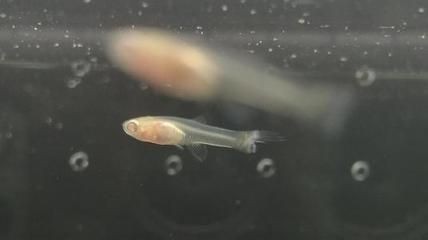 大魚缸養孔雀魚好看嗎：孔雀魚的繁殖與飼養技巧，魚缸養孔雀魚美觀嗎？繁殖飼養