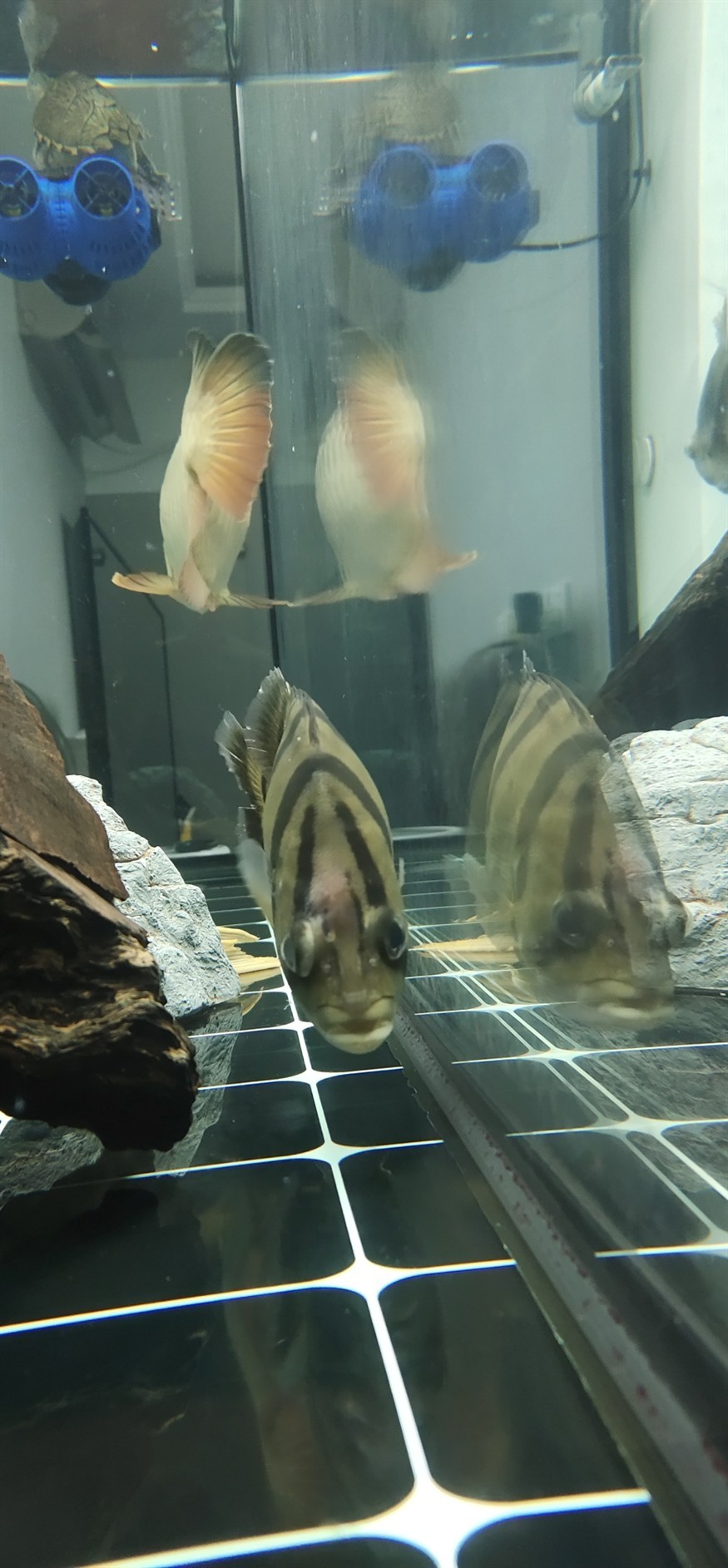 虎魚頭上有個紅包，虎魚頭上驚現紅包，是病癥還是特殊標記？