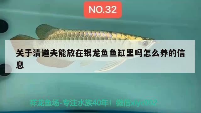 關(guān)于清道夫能放在銀龍魚(yú)魚(yú)缸里嗎怎么養(yǎng)的信息，道夫能否放銀龍魚(yú)缸及養(yǎng)護(hù)