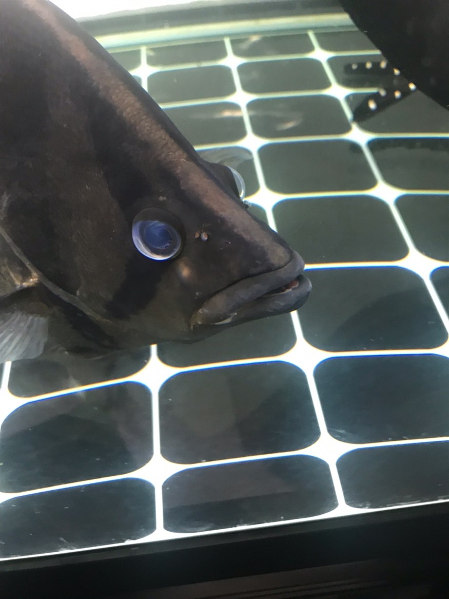 虎魚長了疙瘩，魚身上長疙瘩，是病癥還是特殊狀況？原因何在引關注