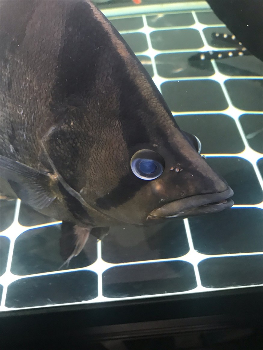 虎魚長了疙瘩，魚身上長疙瘩，是病癥還是特殊狀況？原因何在引關注
