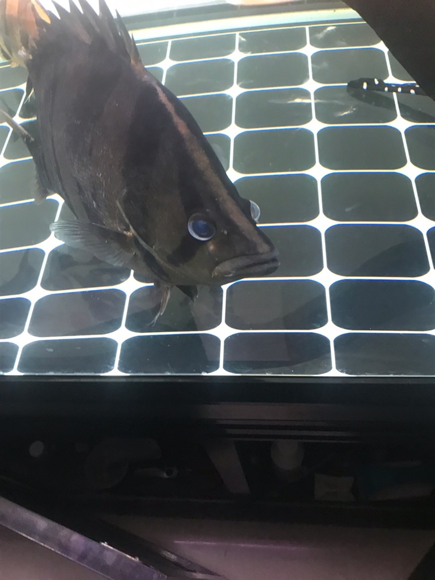 虎魚長了疙瘩，魚身上長疙瘩，是病癥還是特殊狀況？原因何在引關注