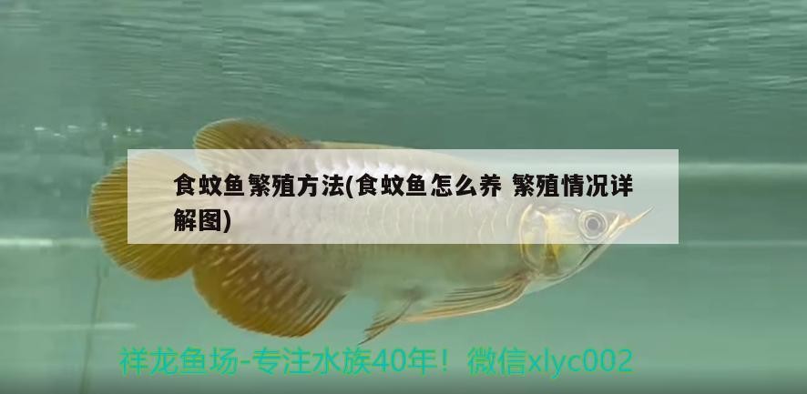銀龍魚價格多少錢一只(金龍魚價格多少錢一只)龍魚與金龍魚價格對比，單只售價究竟多少錢