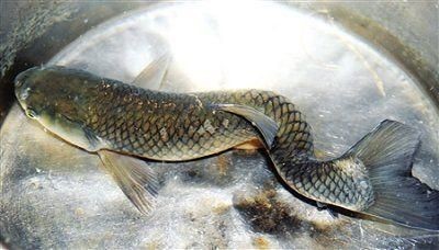 龍魚尾巴邊緣發黑什么原因，魚尾巴邊緣發黑原因何在？水質、疾病還是環境