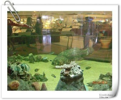 愛美麗魚缸：\"愛美麗魚缸\"搜索結果，美麗魚缸，搜索結果全解析，探尋愛美麗魚缸