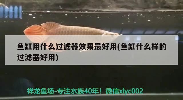 鼠魚可以和虎皮混養嗎(鼠魚可以和虎皮混養嗎)魚與虎皮能否混養？混養條件及注意事項詳解