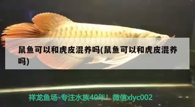 鼠魚可以和虎皮混養嗎(鼠魚可以和虎皮混養嗎)魚與虎皮能否混養？混養條件及注意事項詳解