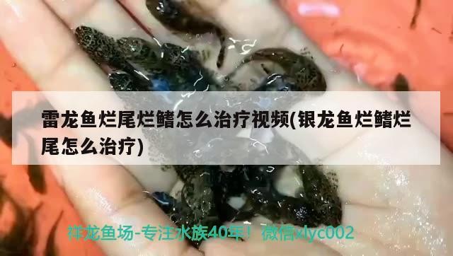 雷龍魚爛尾爛鰭怎么治療視頻(銀龍魚爛鰭爛尾怎么治療)龍魚爛尾爛鰭治療視頻，銀龍魚爛鰭爛