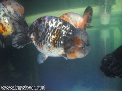 紅龍魚烤魚燈怎么用，龍魚烤魚燈使用方法及注意事項詳解，助你高效養