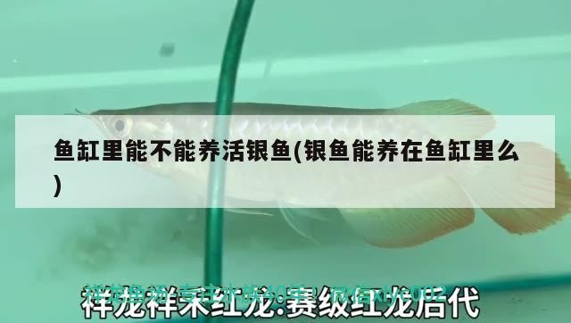 魚缸里能不能養(yǎng)活銀魚(銀魚能養(yǎng)在魚缸里么)里能否養(yǎng)活銀魚？銀魚養(yǎng)在魚缸里的可行性及