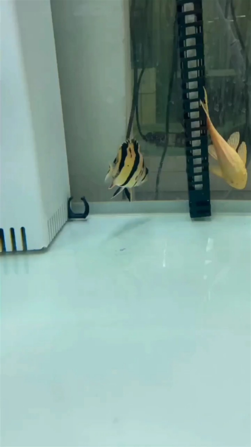 虎魚雜泰，虎魚雜泰，獨特混養生態，探索觀賞魚與水草的奇妙共處