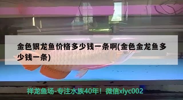 金色銀龍魚價格多少錢一條啊(金色金龍魚多少錢一條)銀龍魚與金色金龍魚價格分別多少？一條究竟