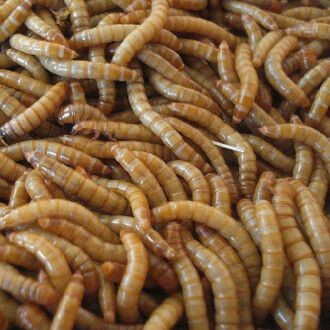 龍魚飼料排行榜第一名是誰啊，2024年龍魚飼料排行榜第一名森森/sunsun，024年森森/sunsun奪龍魚飼料排行榜首位，品質卓越獲認可